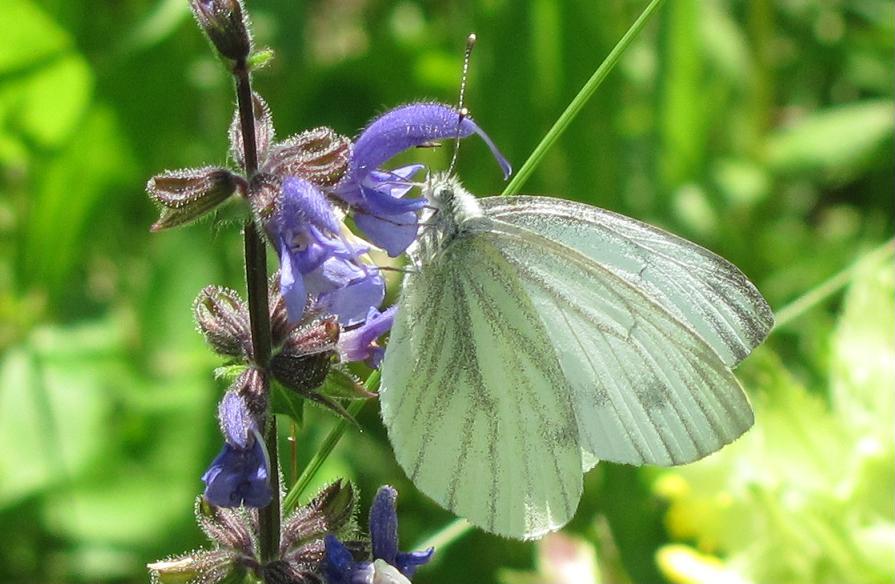 Pieris napi?